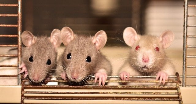 Plaga de ratas y ratones: motivos por los que aparecen en invierno y cinco  soluciones para