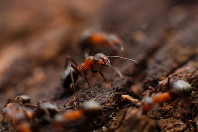 Hormiga Y Termita: te ayudamos a diferenciarlas