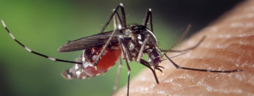 picaduras mosquito